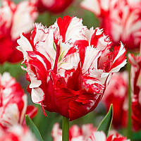 Тюльпан папуговий Estella Rijnveld 11/12