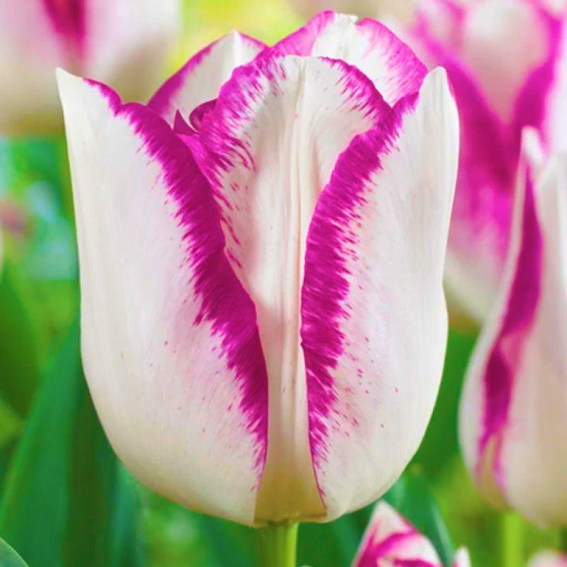 Тюльпан тріумф Affaire 11/12, фото 1