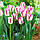 Тюльпан тріумф Affaire 11/12, фото 2