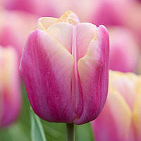 Тюльпан тріумф Holland Beauty 12+