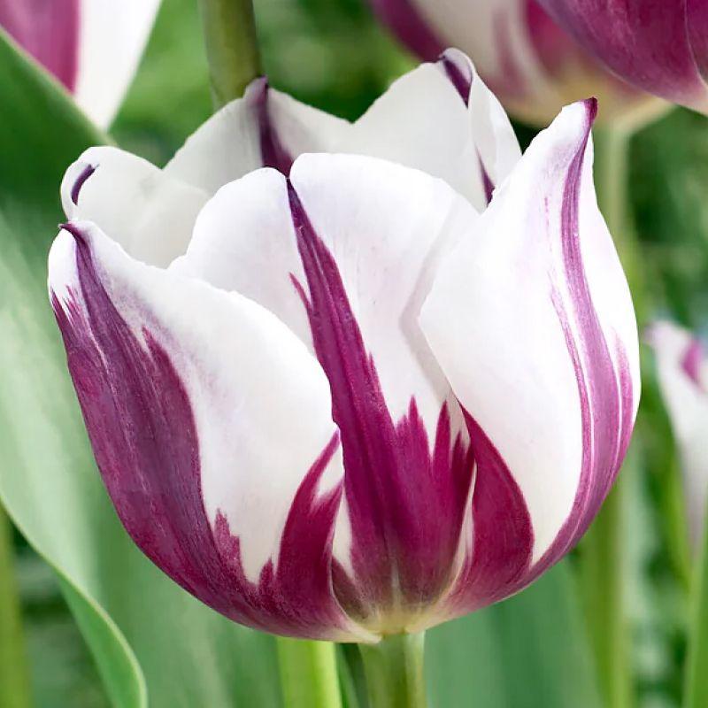 Тюльпан тріумф Rem's Favourit 11/12