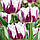 Тюльпан тріумф Rem's Favourit 11/12, фото 2