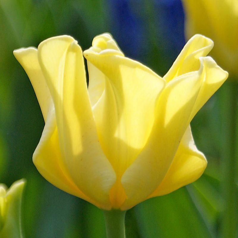 Тюльпан хвилястий Kings Crown 11/12