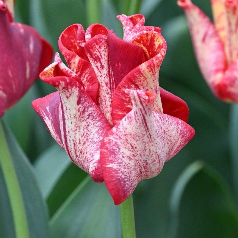 Тюльпан хвилястий Striped Crown 11/12, фото 1