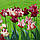 Тюльпан хвилястий Striped Crown 11/12, фото 2