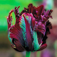 Тюльпан папуговий Black Parrot 12+