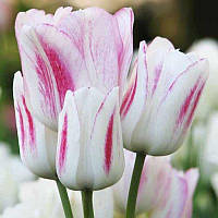Тюльпан мультіфлора Candy Club 11/12