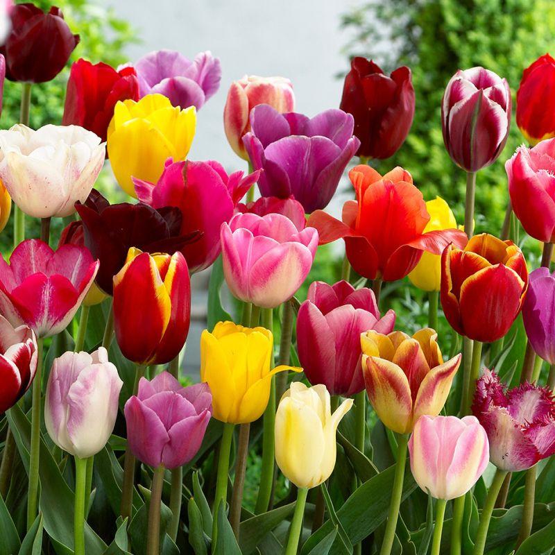 Тюльпан тріумф суміш 10 шт