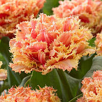 Тюльпан махровий оторочений Brisbane 11/12