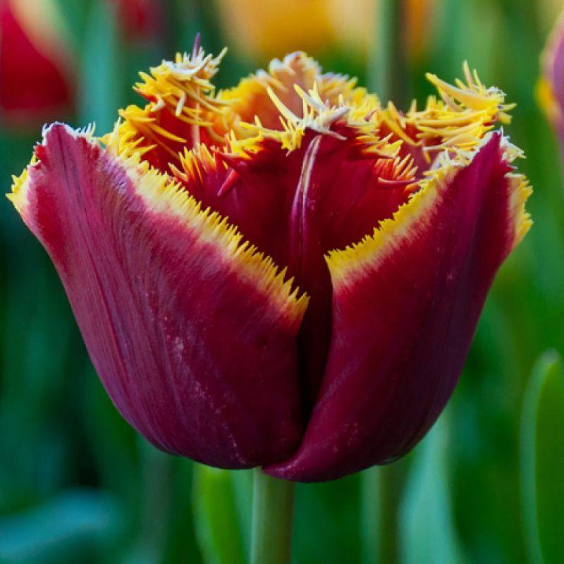 Тюльпан оторочений Mercure 12+