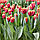 Тюльпан оторочений Mercure 12+, фото 3