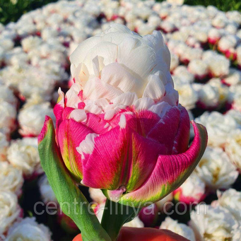 Тюльпан махровий Ice Cream 11/12