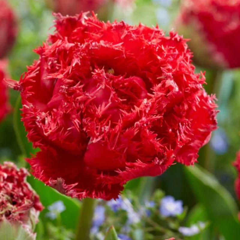 Тюльпан махровий оторочений Quatar 12+, фото 1