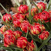 Тюльпан ботанічний Samantha 6/8