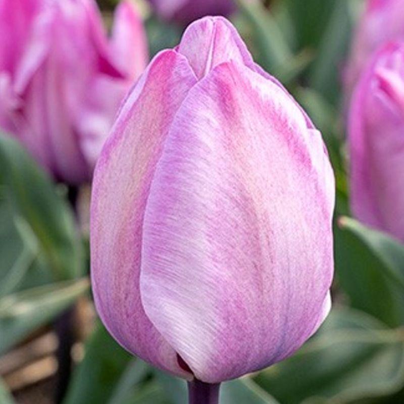 Тюльпан тріумф Jacuzzi 12+