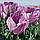 Тюльпан тріумф Jacuzzi 12+, фото 2