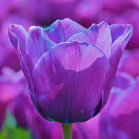 Тюльпан простий Bleu Aimable 11/12