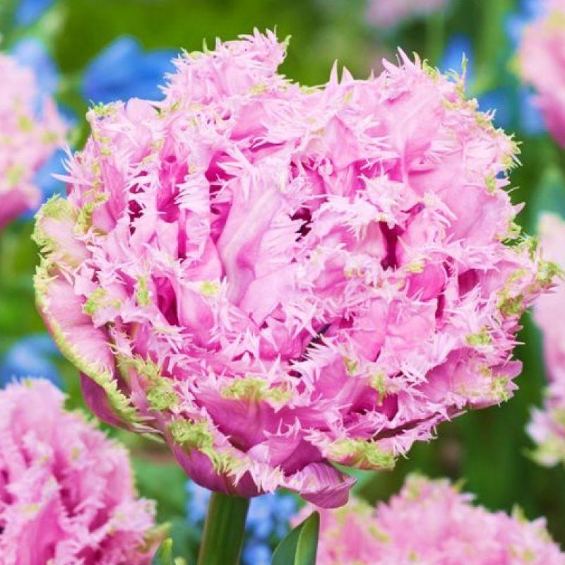 Тюльпан махровий оторочений Cairns 11/12