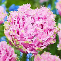 Тюльпан махровий оторочений Cairns 11/12