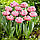 Тюльпан махровий оторочений Cairns 11/12, фото 2