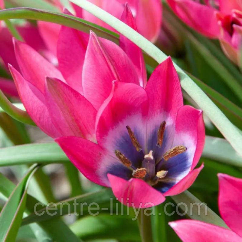 Тюльпан ботанічний Little Beauty 6/7