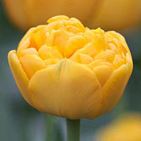 Тюльпан махровий Yellow Pomponette 11/12