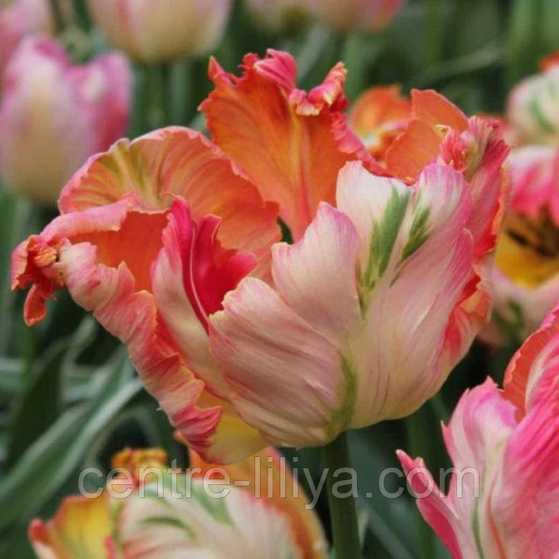 Тюльпан папуговий Apricot Parrot 11/12