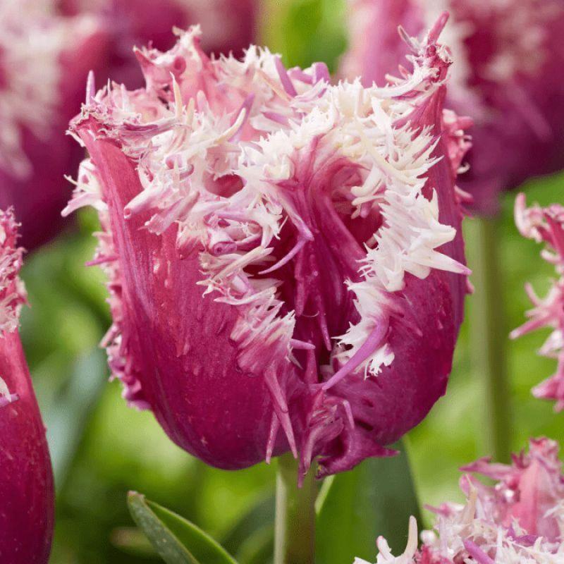 Тюльпан оторочений Crunchy Cummins 11/12, фото 1