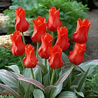 Тюльпан низький Грейга Red Riding Hood 10/11