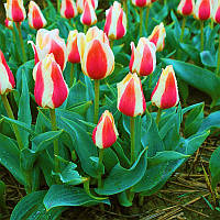 Тюльпан низький Грейга Sylvia Warder 11/12