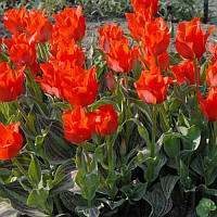 Тюльпан низький Грейга Red Riding Hood Double 11/12