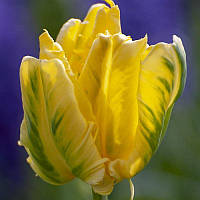 Тюльпан папуговий Eagle Wings 11/12