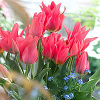 Тюльпан низький Грейга Toronto 11/12