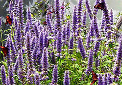 Лофант анісовий (Agastache foeniculum)(насіння 100 шт)