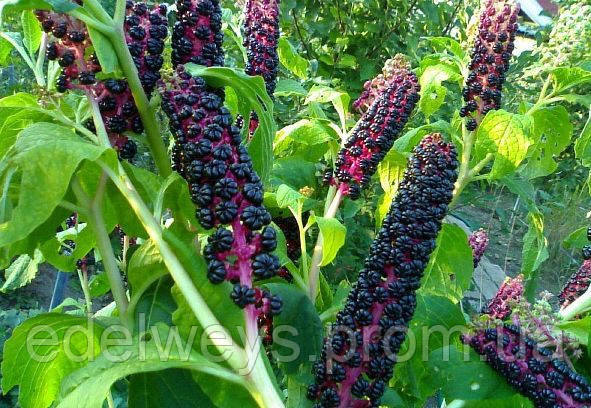 Лаконос(Phytolacca americana) (американський могутній корінь) (насіння 30 шт).