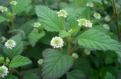 Ліпія (Lippia) (насіння 20 шт).