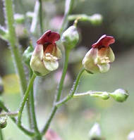 Ранник вузлуватий(Scrophularia nodosa) (насіння 100 шт)