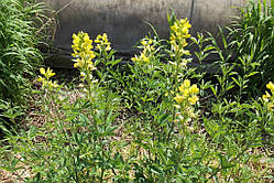 Термопсис ланцетний( Thermopsis lanceolata ) (насіння 10 шт)