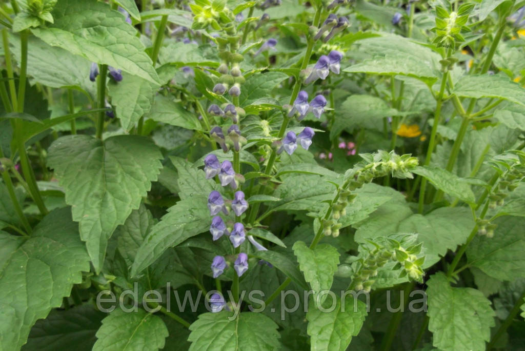Шоломниця байкальська(Scutellaria baicalensis) "Сибірська магія" (насіння 30 шт)