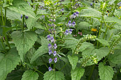 Шоломниця байкальська(Scutellaria baicalensis) "Сибірська магія" (насіння 30 шт)