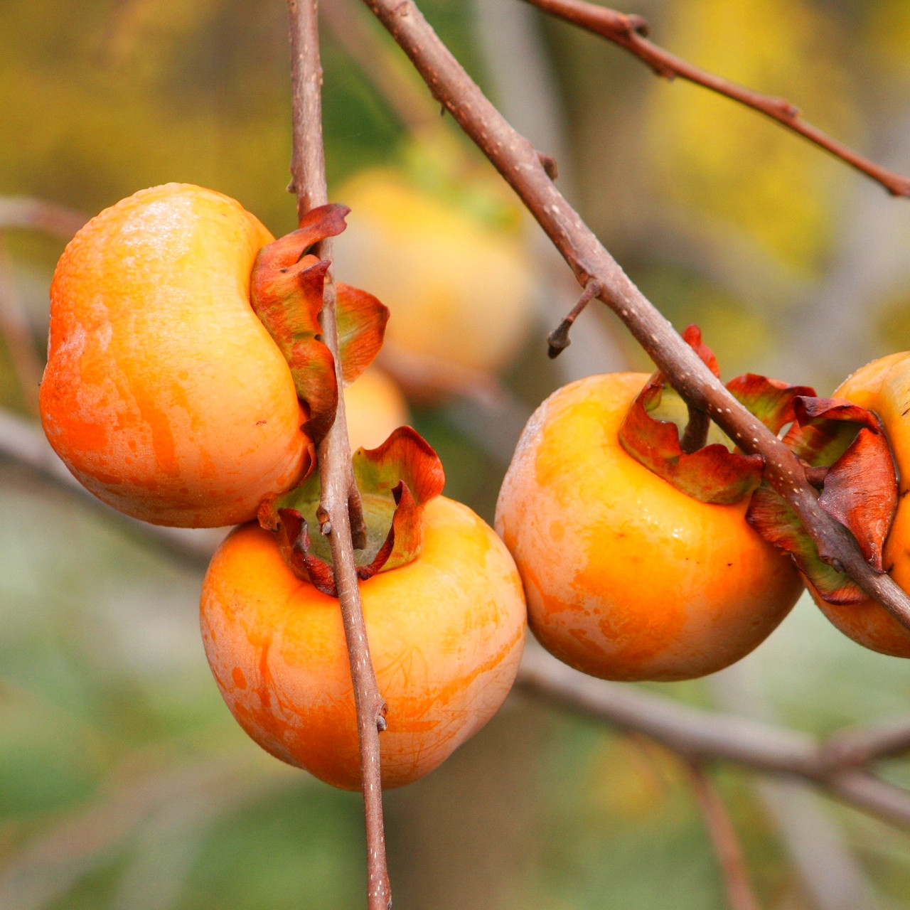 Хурма Медобора (дворічна) - привита, середня, самоплідна, морозостійка, фото 1