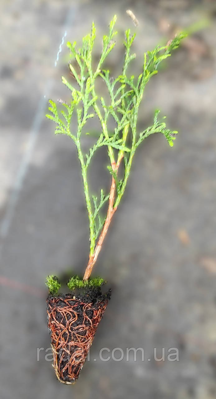 Туя західна Смарагд касета 10-14 см-160шт (Thuja occidentalis Smaragd ), фото 1