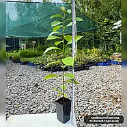 Хурма Медобора - середня, самоплідна, морозостійка С1, фото 3