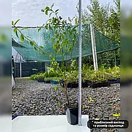 Саджанці Лохини Ласт Колл - пізня, морозостійка, солодка Р9, фото 2