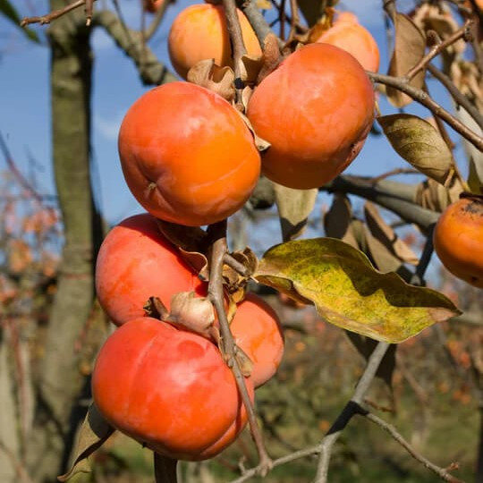 Хурма Медобора (дворічна) - привита, середня, самоплідна, морозостійка, фото 1