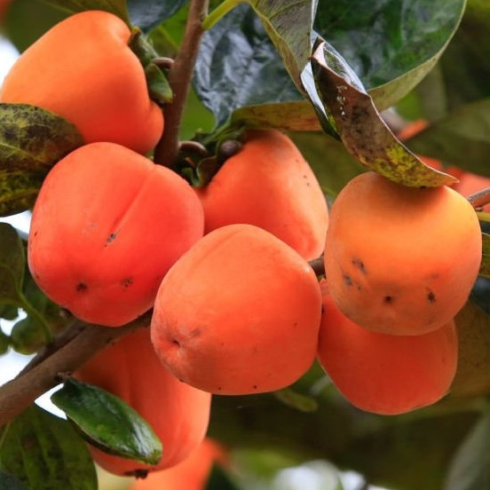 Хурма Медобора (трирічна) - привита, середня, самоплідна, морозостійка, фото 1