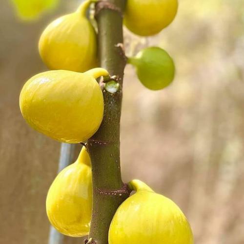 Саджанці інжиру ДАФ (Джин Ао Фен) 2-х річний - ремонтантний, самоплідний, урожайний, фото 1