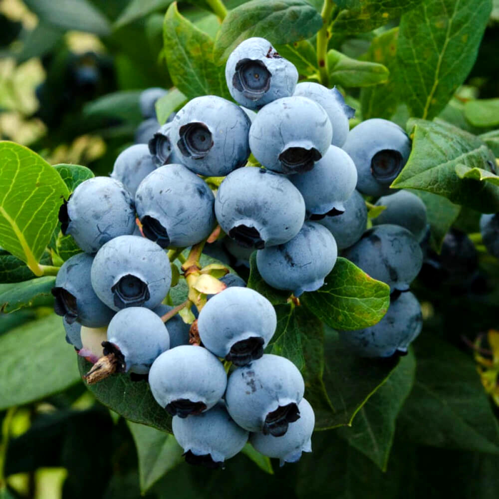 Саджанці Лохини Ласт Колл - пізня, морозостійка, солодка Р9, фото 1