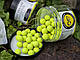 Поп апи CC Moore Carp Freaks Pop Ups Yellow 12mm (55шт), жовті фруктові плаваючі бойли CCMoore + бустер, фото 9