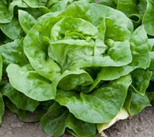 Салат "Годар" напівкачанний - насіння 0, 5 г